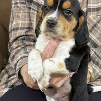 Snoopy, a male Beagle for sale in Fordland, MO – Photo 5 of 9