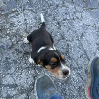 Snoopy, a male Beagle for sale in Fordland, MO – Photo 8 of 9