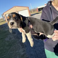 Snoopy, a male Beagle for sale in Fordland, MO – Photo 7 of 9
