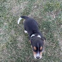 Snoopy, a male Beagle for sale in Fordland, MO – Photo 9 of 9