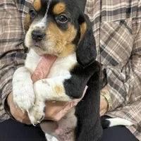 Snoopy, a male Beagle for sale in Fordland, MO – Photo 2 of 9