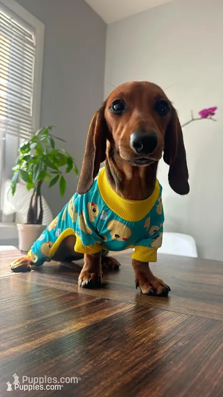 Dachshund females – Dachshund puppy for sale in Pomona, CA