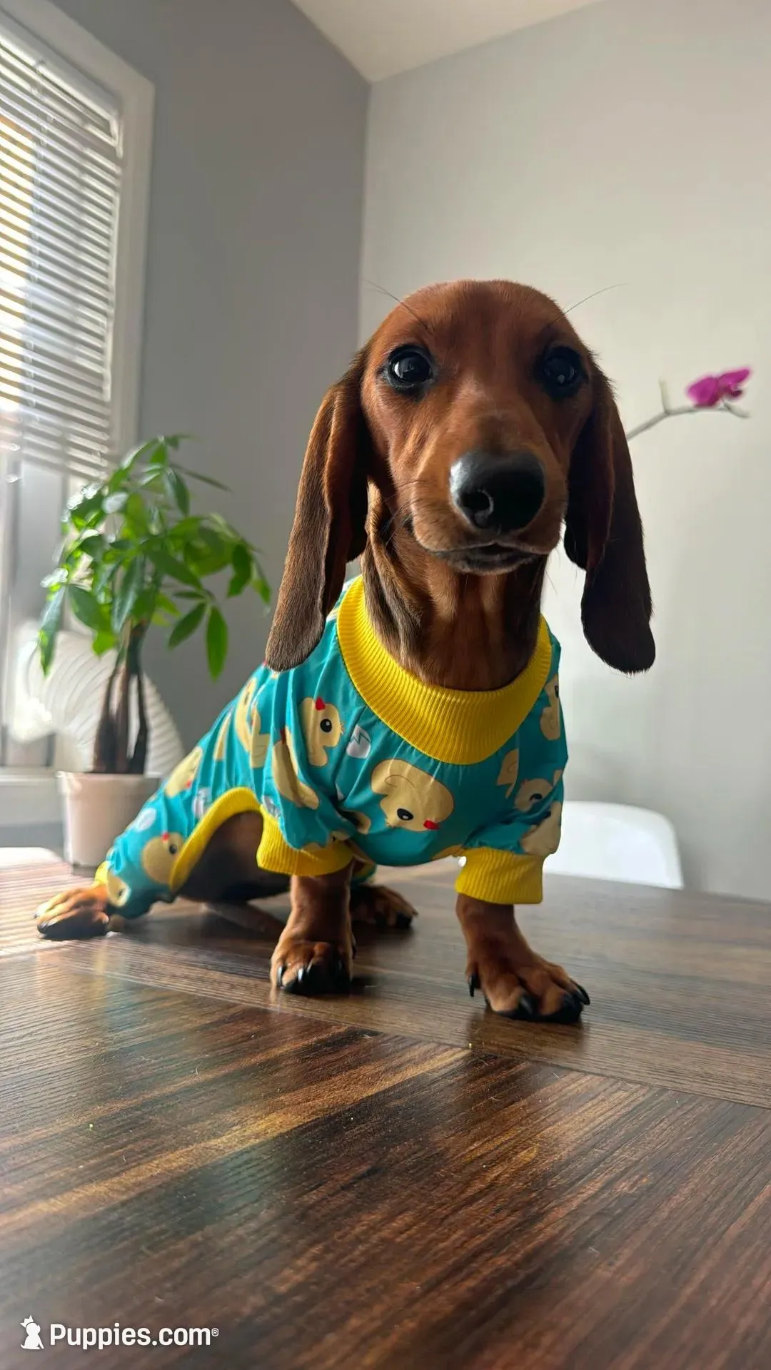 Dachshund females, a female Dachshund for sale in Pomona, CA – Photo 1 of 6