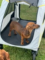 Dachshund females, a female Dachshund for sale in Pomona, CA – Photo 6 of 6