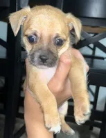 processed/8ebd3131-9b87-4e06-945c-6141a970488f/listing/8f3850a3-486b-419c-b935-df6ea46124e9/6a4a7cf4-e66e-47f5-a74d-13d666502b1c