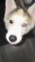 KaTAI, a male Siberian Husky for sale in Lacey, WA – 3 of 4