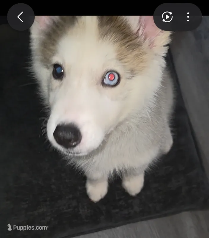 KaTAI, a male Siberian Husky for sale in Lacey, WA – 1 of 4