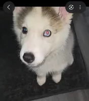 KaTAI, a male Siberian Husky for sale in Lacey, WA – 1 of 4