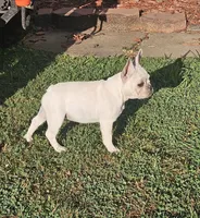 Lulu, a female French Bulldog for sale in Emporia, KS – 2 of 3