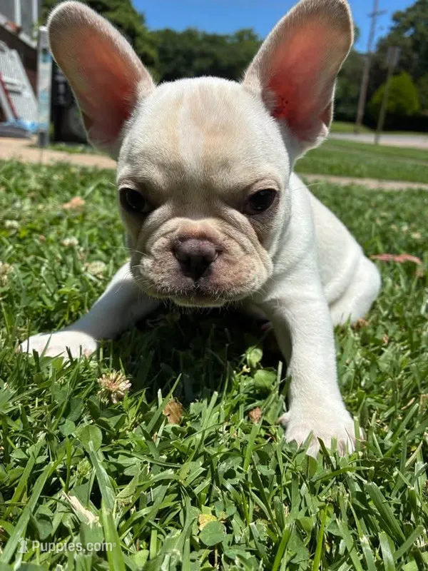 Pibble – French Bulldog puppy for sale in Emporia, KS