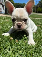 Pibble, a male French Bulldog for sale in Emporia, KS – 1 of 2