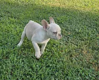 Mickey, a male French Bulldog for sale in Emporia, KS – 3 of 4
