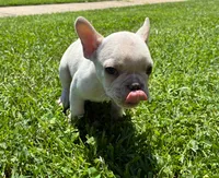 Mickey, a male French Bulldog for sale in Emporia, KS – 2 of 2