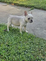 Mickey, a male French Bulldog for sale in Emporia, KS – 4 of 4
