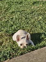 Lulu, a female French Bulldog for sale in Emporia, KS – 3 of 3