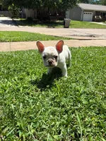Pibble, a male French Bulldog for sale in Emporia, KS – 2 of 2