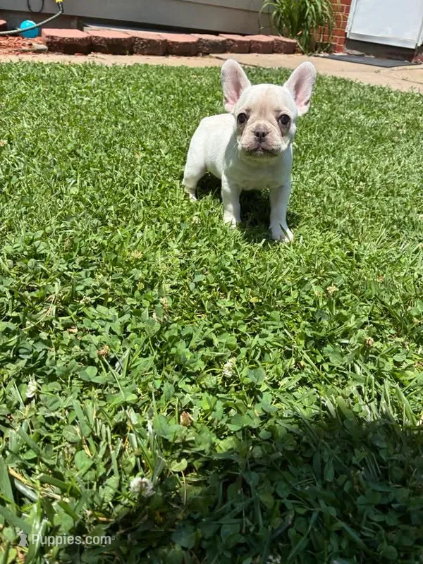 Lulu – French Bulldog puppy for sale in Emporia, KS
