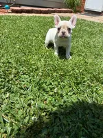 Lulu, a female French Bulldog for sale in Emporia, KS – 1 of 1