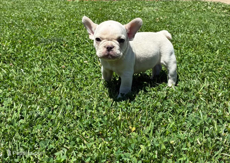 Mickey – French Bulldog puppy for sale in Emporia, KS