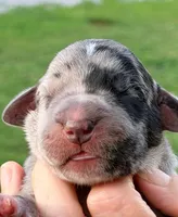 Quincy - Black Merle, a male Great Dane for sale in Albion, IL – 1 of 2