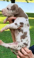 Maggie - Chocolate Harlequin, a female Great Dane for sale in Albion, IL – 4 of 4