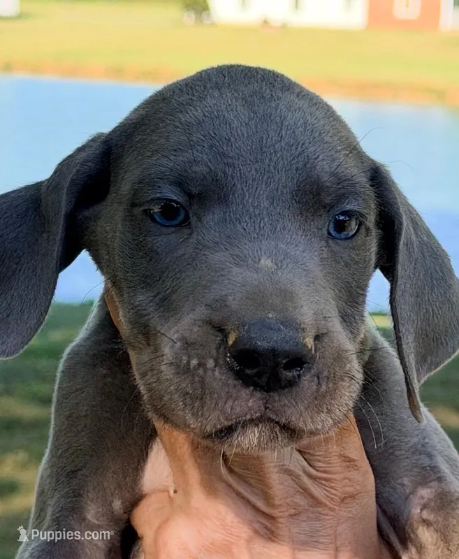 Sammy - Blue – Great Dane puppy for sale in Albion, IL