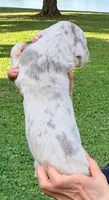 Millie - Lilac Merle, a female Great Dane for sale in Albion, IL – 4 of 4