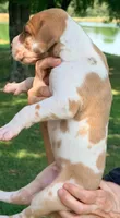 Ted - Fawn Harlequin, a male Great Dane for sale in Albion, IL – 5 of 5