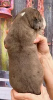 Lynda - Black Mantle Merle, a female Great Dane for sale in Albion, IL – 3 of 4
