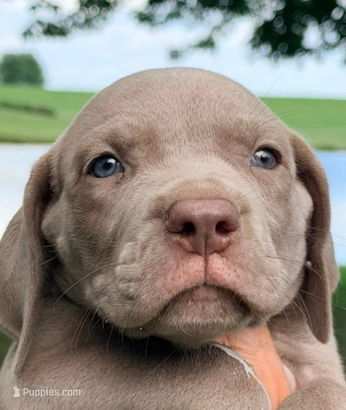 Oscar - Lilac – Great Dane puppy for sale in Albion, IL