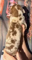 Karen - Chocolate Merle, a female Great Dane for sale in Albion, IL – 4 of 5