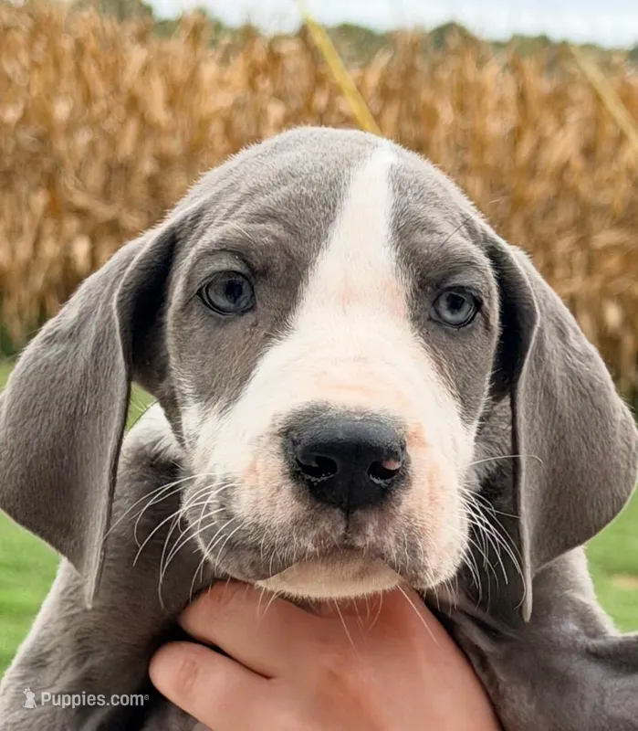 Sonny - Blue Mantle – Great Dane puppy for sale in Albion, IL
