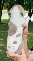 Samson - Fawn Harlequin, a male Great Dane for sale in Albion, IL – 3 of 4