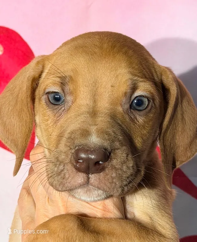 Bobby - Chocolate Fawn