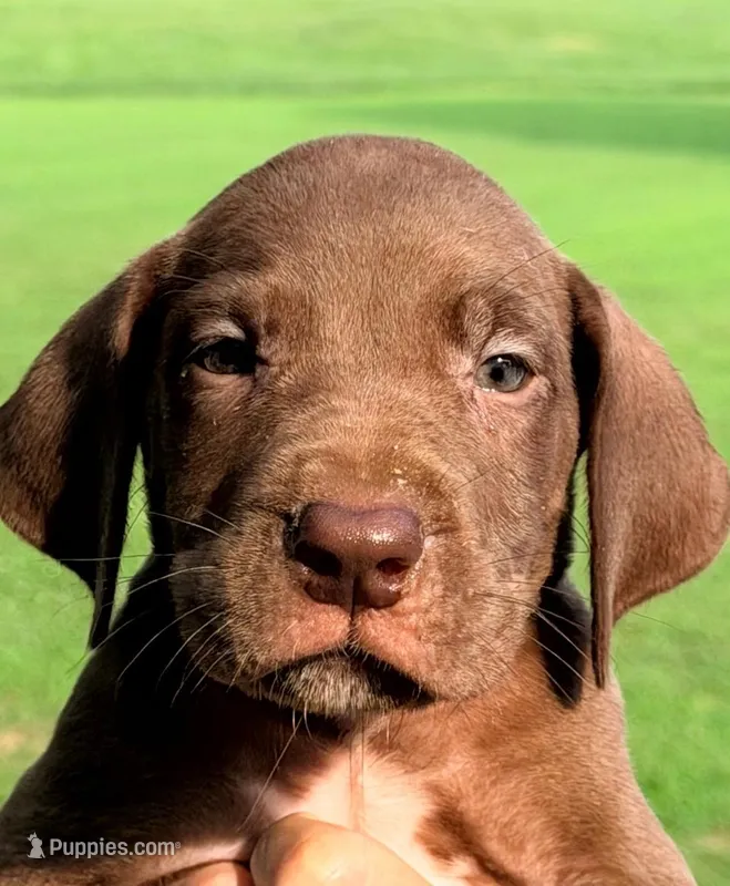 Mason - Chocolate – Great Dane puppy for sale in Albion, IL