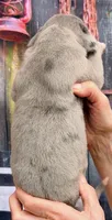 Levi - Blue Mantle Merle, a male Great Dane for sale in Albion, IL – 3 of 4