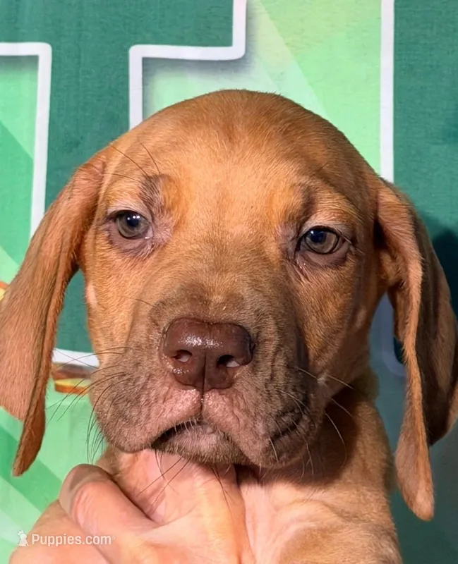 George - Chocolate Fawn – Great Dane puppy for sale in Albion, IL