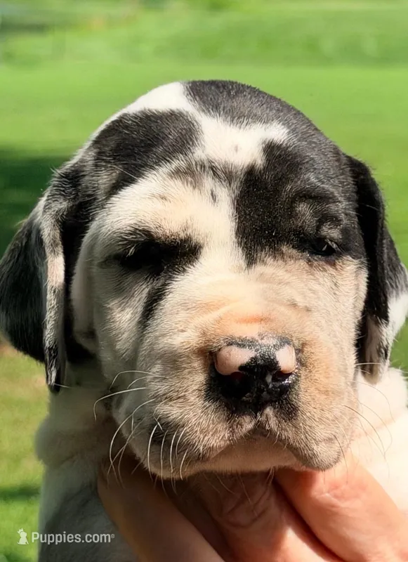 Quella - Black Harlequin – Great Dane puppy for sale in Albion, IL