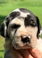 Quella - Black Harlequin, a female Great Dane for sale in Albion, IL – 2 of 4