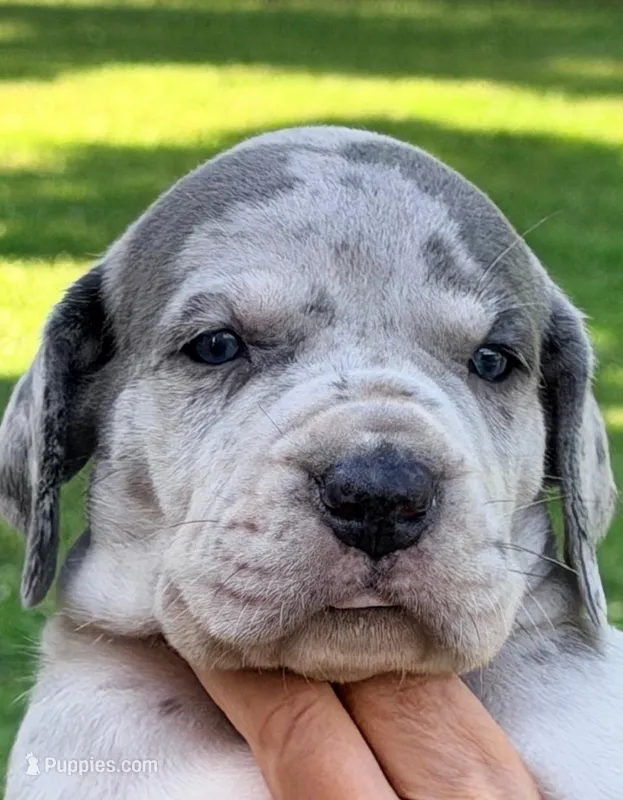 Lana - Blue Merle – Great Dane puppy for sale in Albion, IL