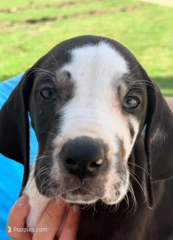 Parker - Black Harlequin – Great Dane puppy for sale in Albion, IL