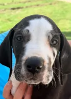 Parker - Black Harlequin, a male Great Dane for sale in Albion, IL – 1 of 4