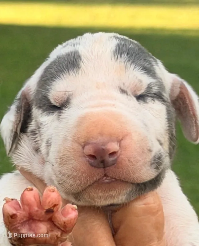 Niko - Blue Harlequin – Great Dane puppy for sale in Albion, IL
