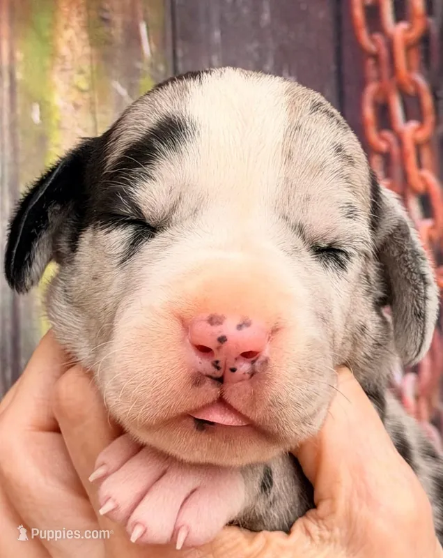 Lena - Black Mantle Merle – Great Dane puppy for sale in Albion, IL