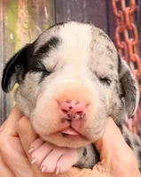 Lena - Black Mantle Merle, a female Great Dane for sale in Albion, IL – 1 of 4