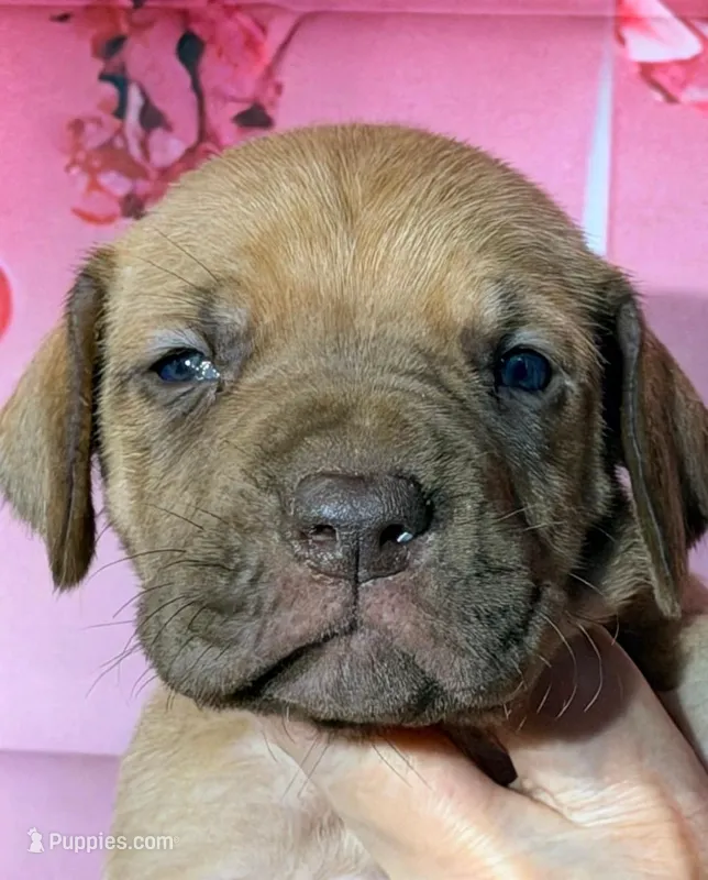 George - Chocolate Fawn