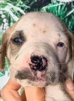 processed/8ec2e708-4c63-4486-b97a-c8ed9fbace88/listing/11250696-2c83-4eb1-a633-643b85ba7540/8d86897c-9ad3-44b4-b5f7-c7fbd27b6371