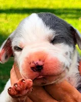 Peggy - Blue Harlequin, a female Great Dane for sale in Albion, IL – 1 of 2