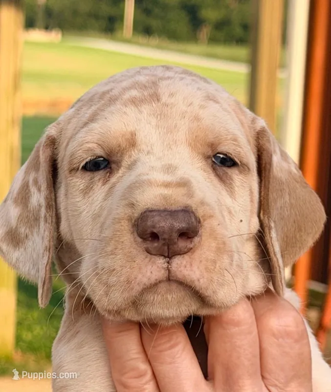 Travis - Fawn Merle – Great Dane puppy for sale in Albion, IL