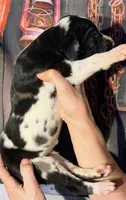 Kathy - Black Harlequin, a female Great Dane for sale in Albion, IL – 3 of 5
